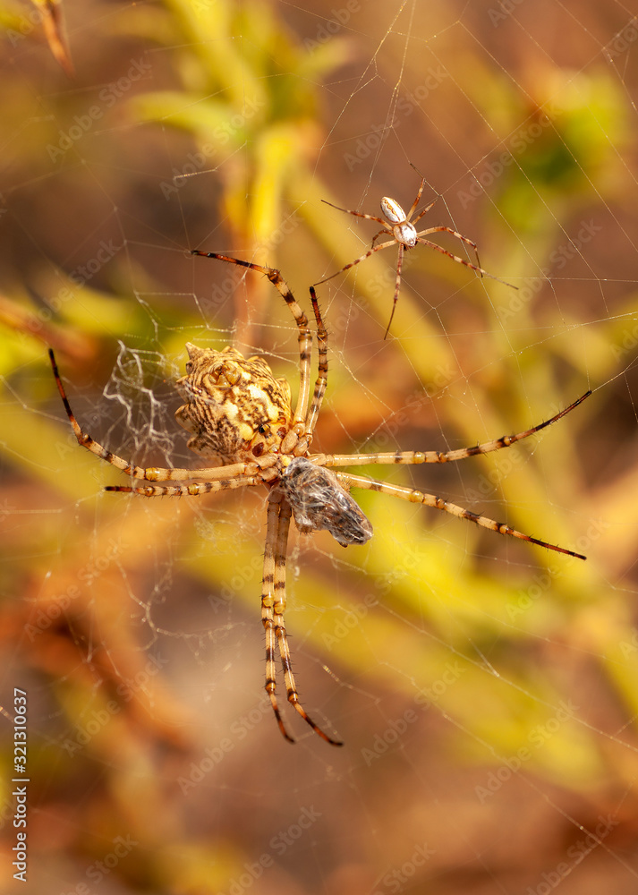 Beautiful spider feasting grasshopper on a spider web . Macro photo. Beautiful spider feasting grasshopper on a spider web . Macro photo.