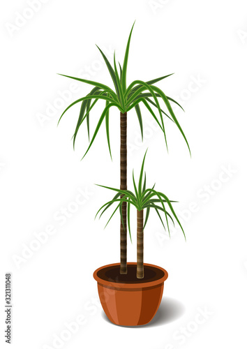 Yucca tropical plant in brown pot. Element of home or office decor. Vector illustration isolated on white background
