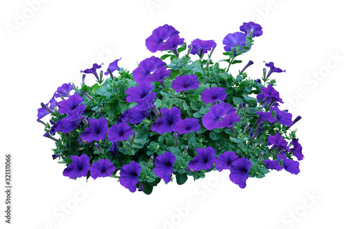 Photo flowers bush of Purple Petunia isolated on white background (file with clipping