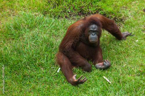 BORNEO, MALAYSIA - SEPTEMBER 6, 2014: Orangutan in Matang Wildlife Centre