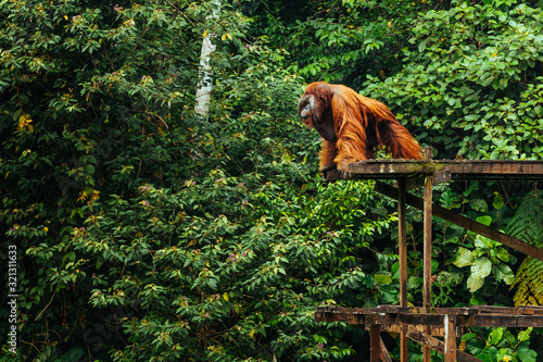 Photography BORNEO, MALAYSIA - SEPTEMBER 6, 2014: Male Orangutan on the platform in Matang W