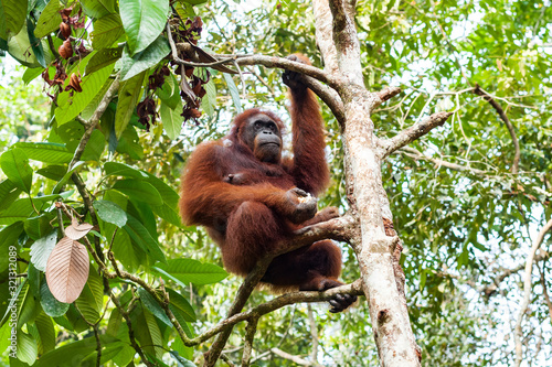 BORNEO, MALAYSIA - SEPTEMBER 6, 2014: Orangutan Sitting on the Tree in Semenggoh Nature Reserve © Denys