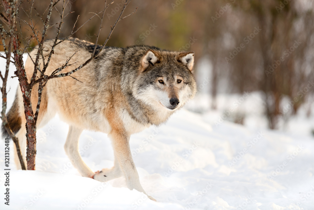 Alert brown Canis Lupus walking on snow