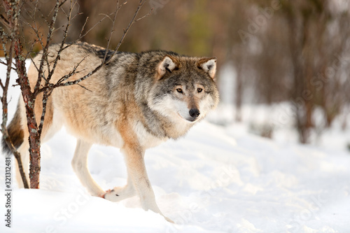 Alert brown Canis Lupus walking on snow © kjekol