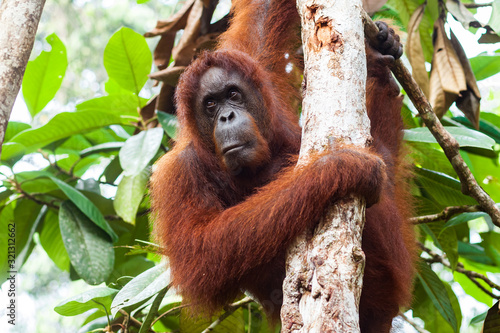 BORNEO, MALAYSIA - SEPTEMBER 6, 2014: Close-up portrait of bornean orangutan photo