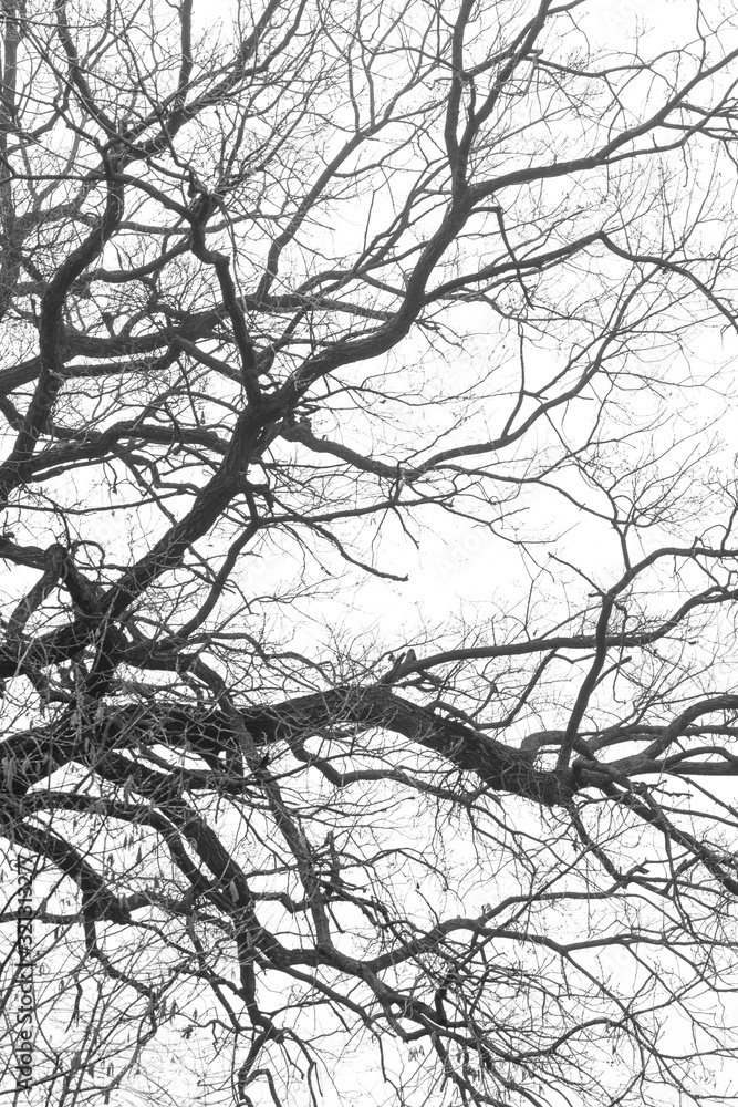 Fototapeta premium Tree Branches