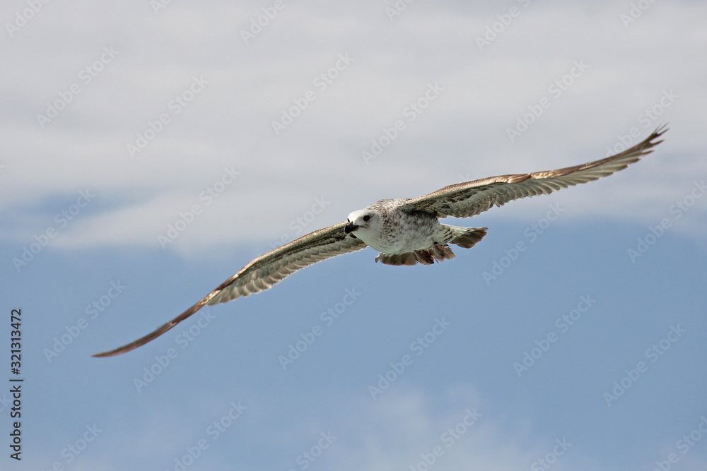 Single seagull flying in a sky as a background Single seagull flying in a sky as a background