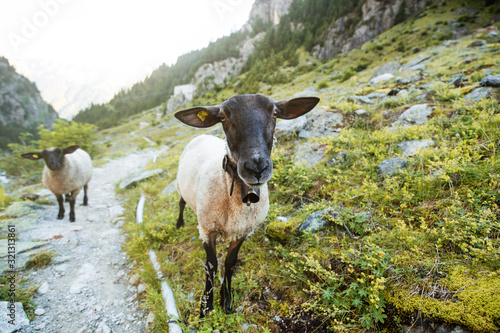 Mouton des Alpes