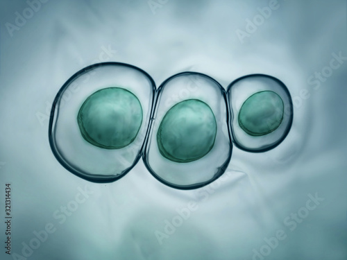 Foto Macro close up of soap bubbles look like scientific image of cell and cell membr
