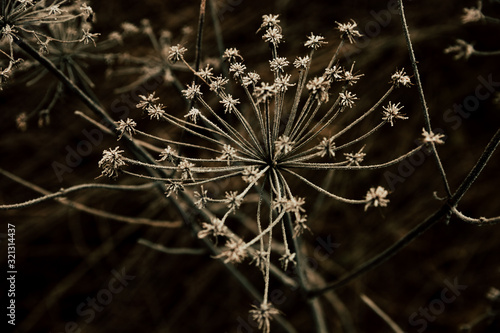 Fototapeta frost on plant