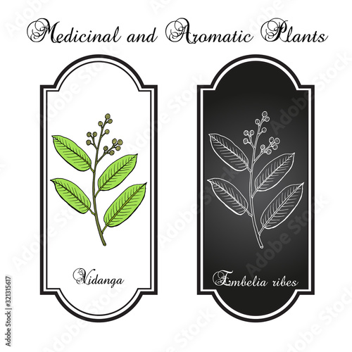 Vidanga embelia ribes , medicinal plant