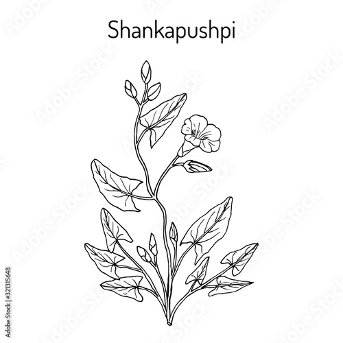 Shankapushpi Convolvulus prostratus , medicinal plant photo