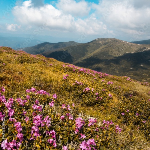 wonderful sunny day, beautiful landscape in the mountains with blooming pink flowers on hills of Carpathians, amazing nature floral background, Ukraine, Europe