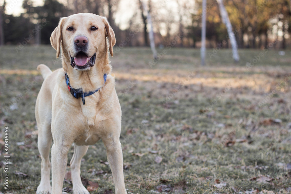 Smiling labrador dog in the city park