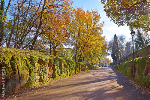 oak alley in the park, Tivoli, neighborhood of Rome, Italy photo