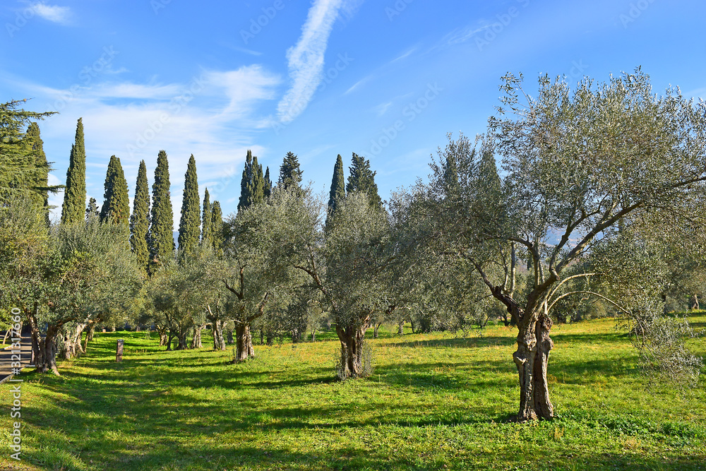 tree, olive, old, agriculture, nature, landscape, country, branch, grove, countryside, garden, green, rural, wood, oil, agricultural, greece, food, farming, outdoor, plant, plantation, mediterranean, 