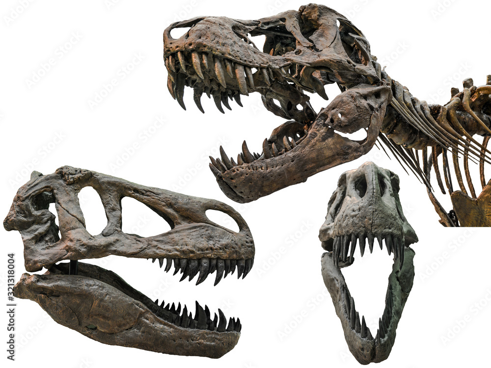Obraz premium Tyrannosaurus czaszka na białym tle