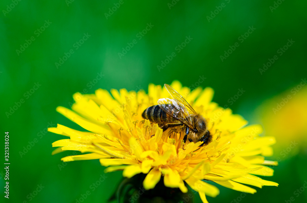 The bee collects the yellow nectar on the legs from the yellow dandelion The bee collects the yellow nectar on the legs from the yellow dandelion