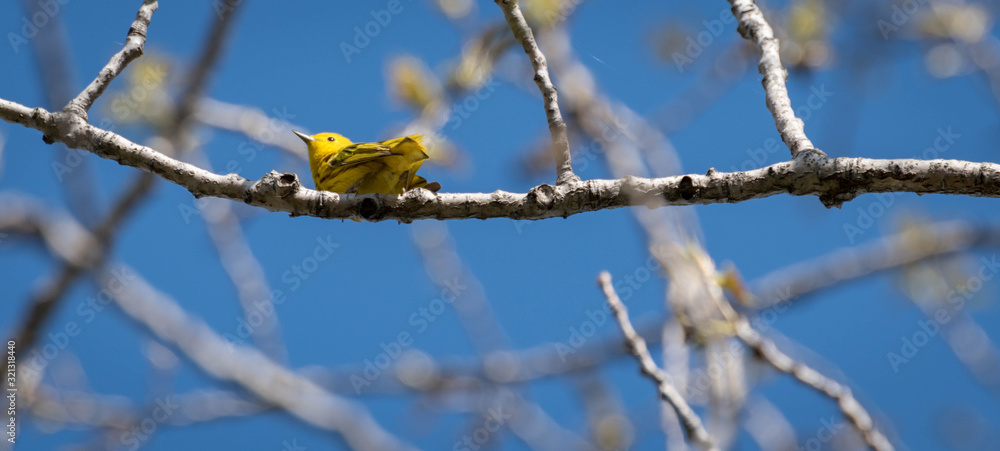 Yellow warbler in its natural environment. Yellow warbler Yellow warbler in its natural environment. Yellow warbler