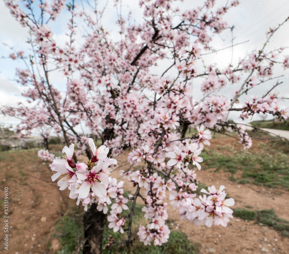 Almond tree flowers at the beginning of winter in southern Spain Almond tree flowers at the beginning of winter in southern Spain