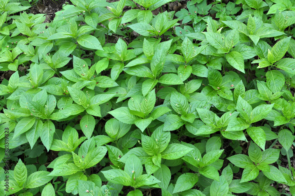 In the spring, Mercurialis perennis grows in the forest In the spring, Mercurialis perennis grows in the forest