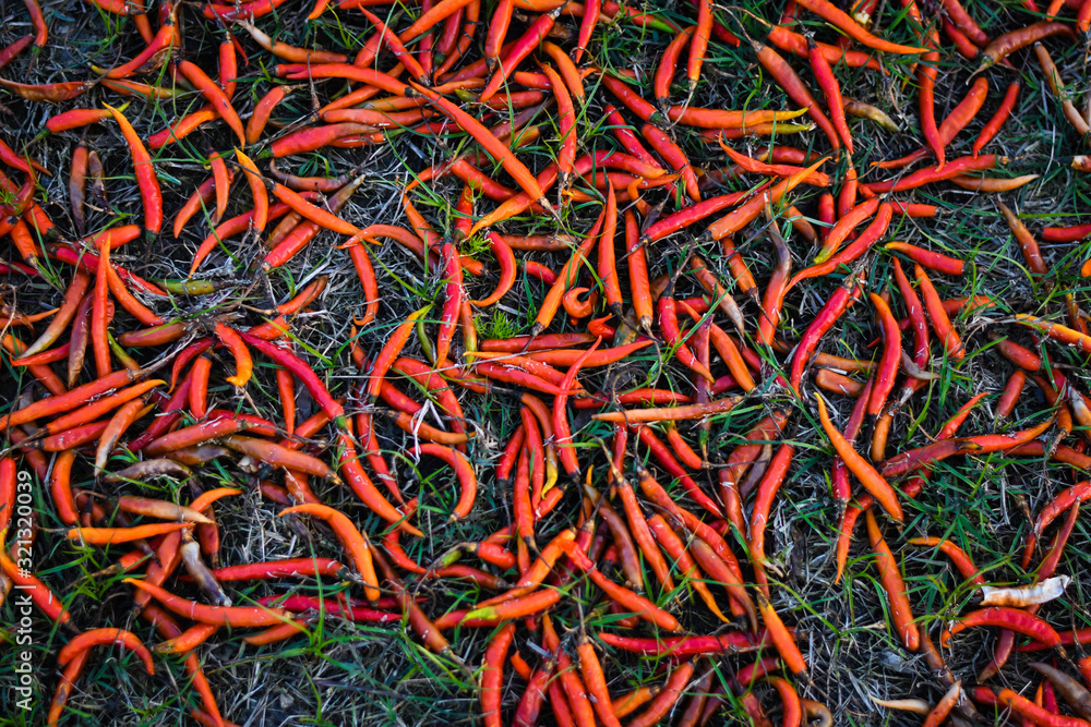 Indian red chili in a market and chilies on the floor, Indian Food