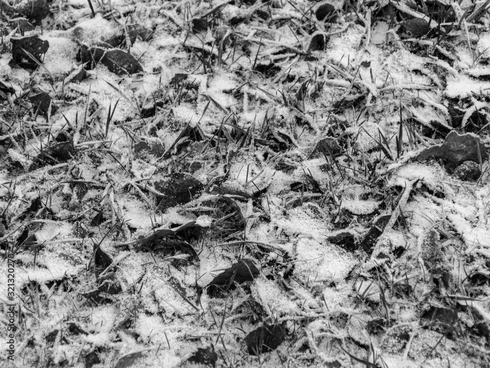 abstract picture with dry leaf, green grass and snow texture abstract picture with dry leaf, green grass and snow texture