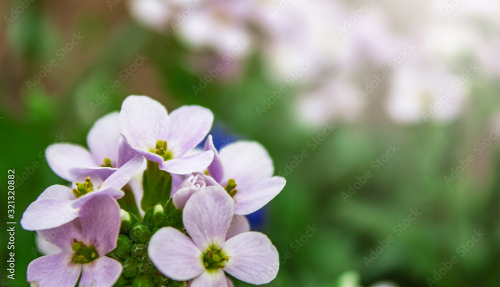 White daisy flower. Flower in garden at sunny summer or spring day. Flower for postcard beauty decoration and agriculture concept design. Beautiful flower in tropical garden. Colorful flower. White daisy flower. Flower in garden at sunny summer or spring day. Flower for postcard beauty decoration and agriculture concept design. Beautiful flower in tropical garden. Colorful flower.