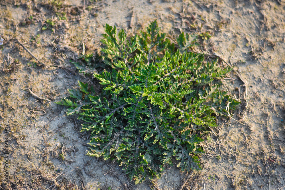 green grass on stone wall and grass look like a flower green grass on stone wall and grass look like a flower