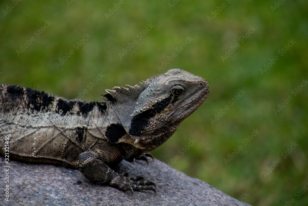 Photo of an Australian water dragon Photo of an Australian water dragon