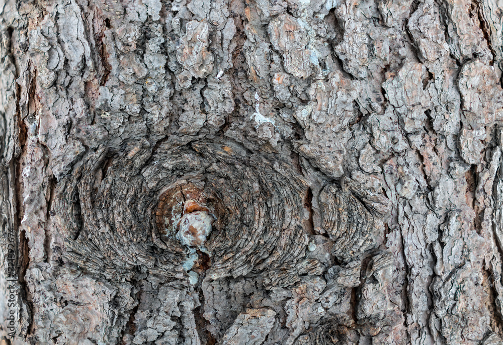 Texture of pine bark with a knot Texture of pine bark with a knot