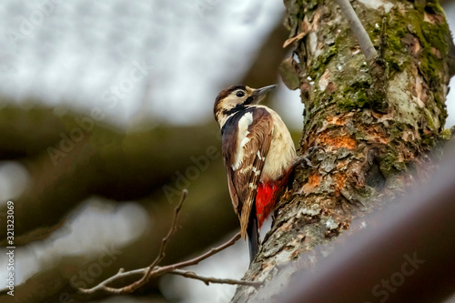 A woodpecker in the garden feeds from the feeders.