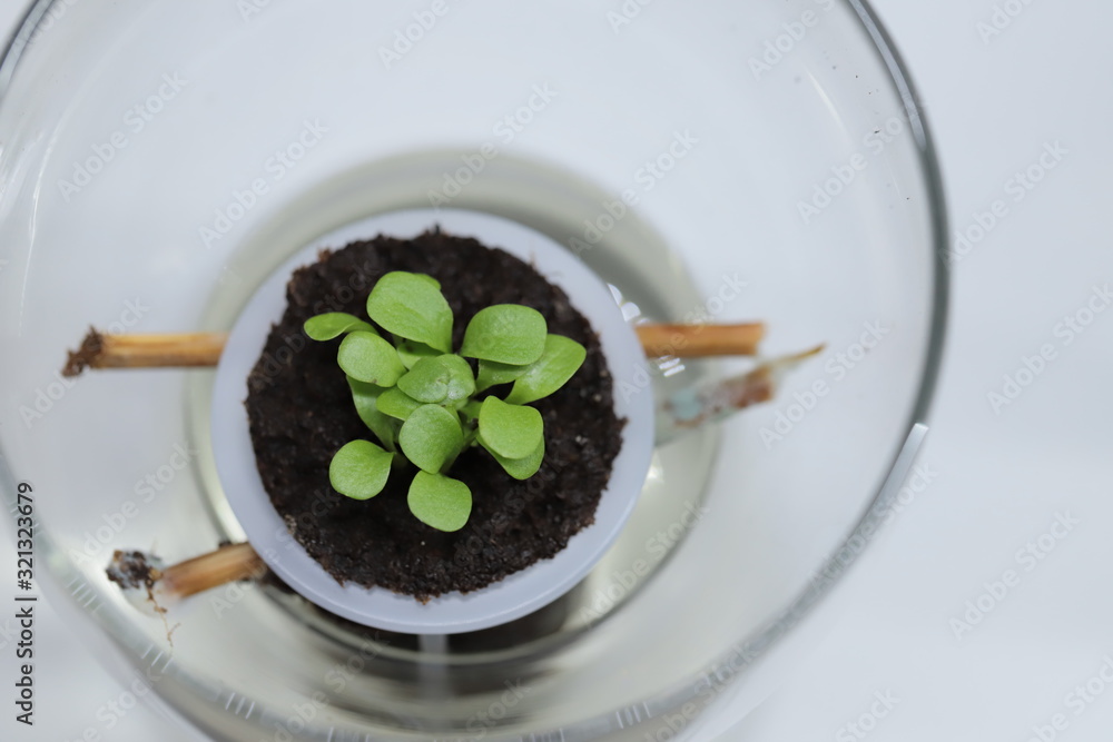 Hydroponics growing Hydroponics growing