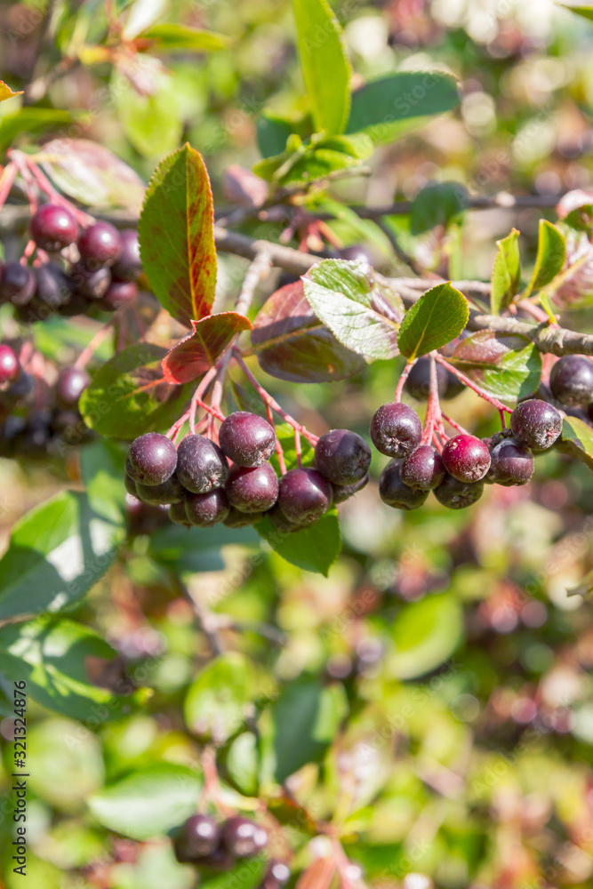 Chokeberry grows on a Bush in late summer Chokeberry grows on a Bush in late summer