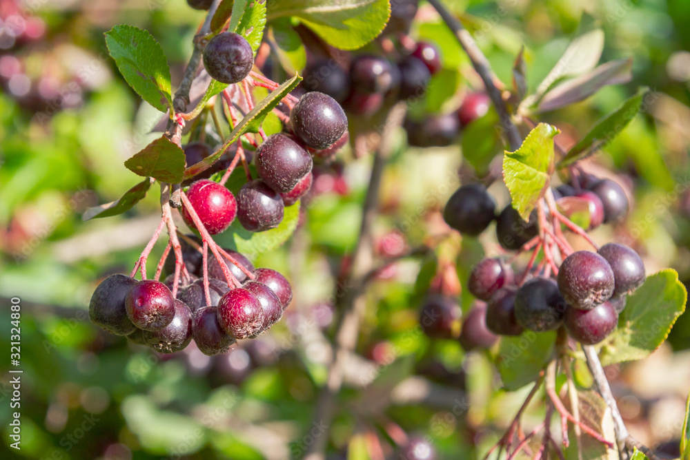 Chokeberry grows on a Bush in late summer Chokeberry grows on a Bush in late summer