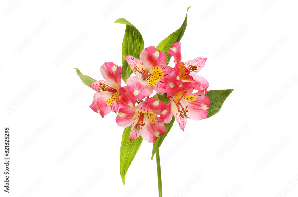 Alstroemeria flowers and foliage Alstroemeria flowers and foliage