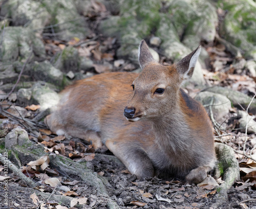 Closeup of cute, resting deer laying on the ground