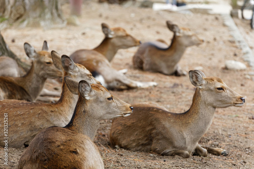 Flock of cute  resting deer laying on the ground in Nara  Japan