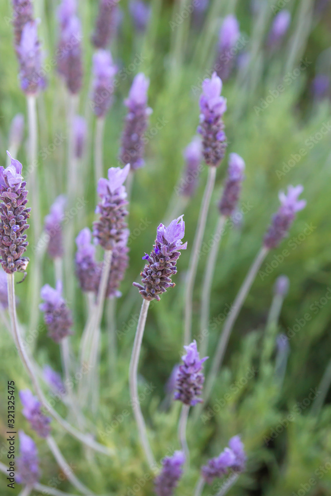 Lavender flowers blooming in spring Lavender flowers blooming in spring