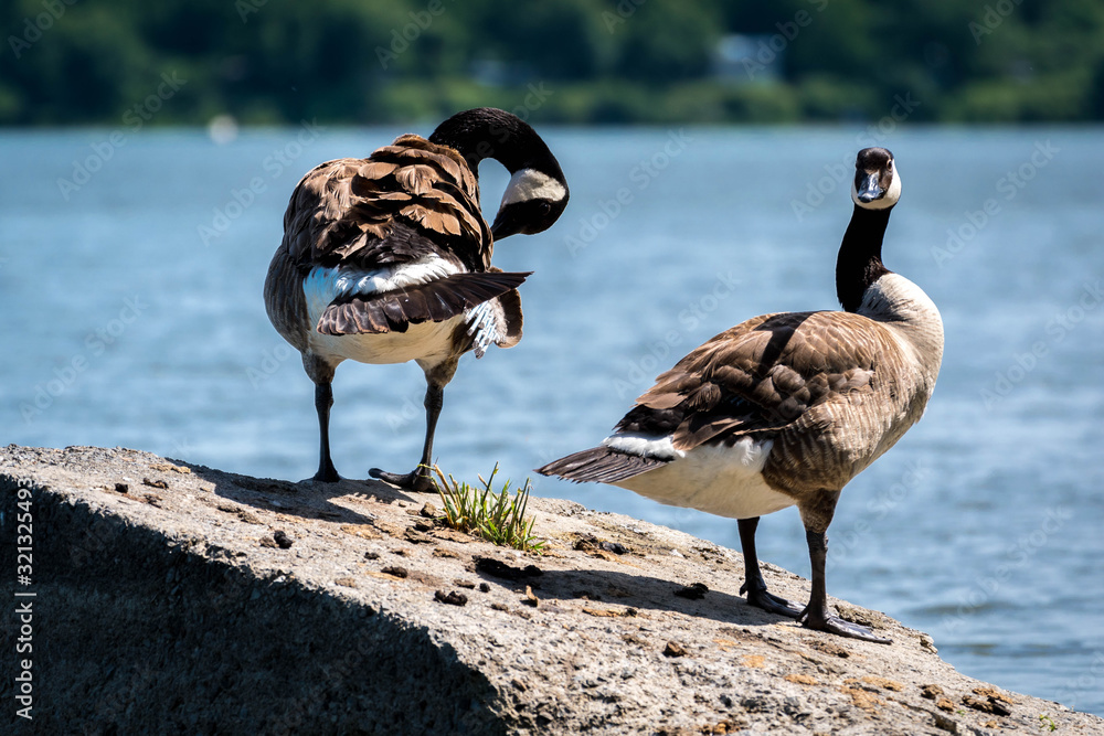 Canada goose in its natural environment Canada goose Stock Photo Adobe Stock