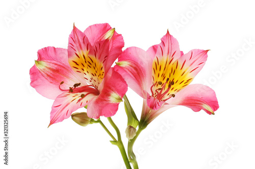 Two alstroemeria flowers photo
