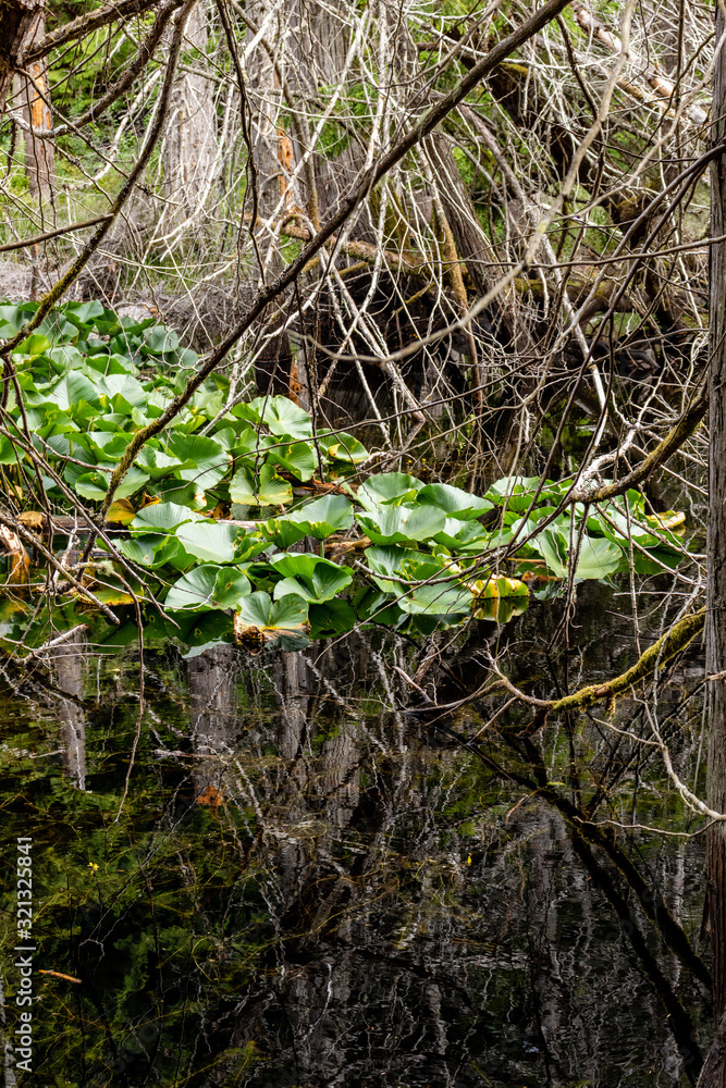 Green leaves floating ont he forest pond. Smuggler's Cove, Sunshine Coast, BC, Canada