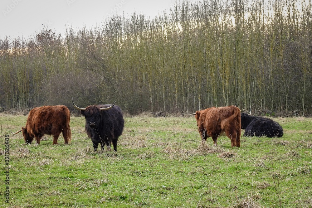 Scottish highland cattle is grazing on a field in the woodlands