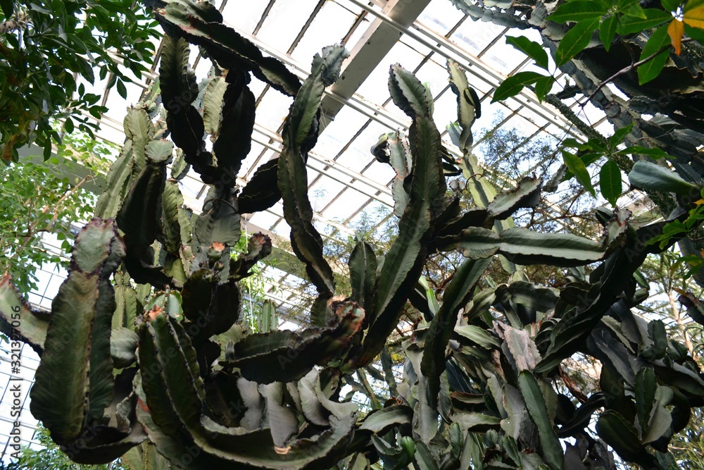 Wielkie kaktusy w palmiarni, Poznań