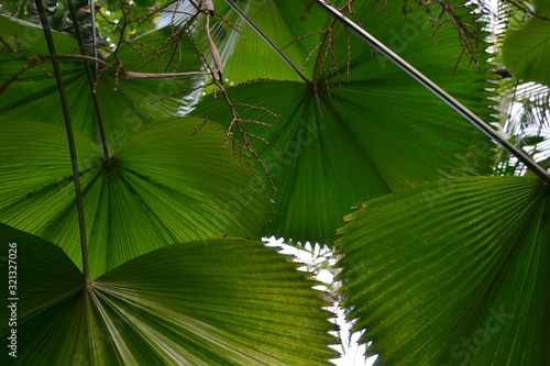 wielkie liście palmy