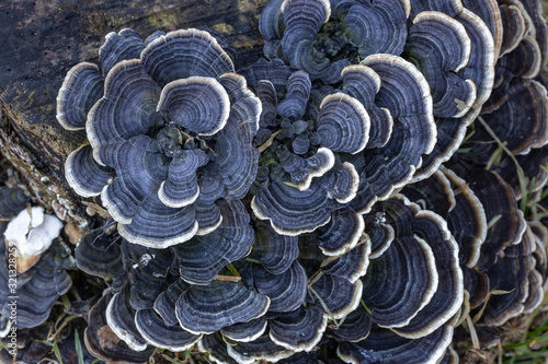 trametes versicolor mushroom on tree log. close up or macro.