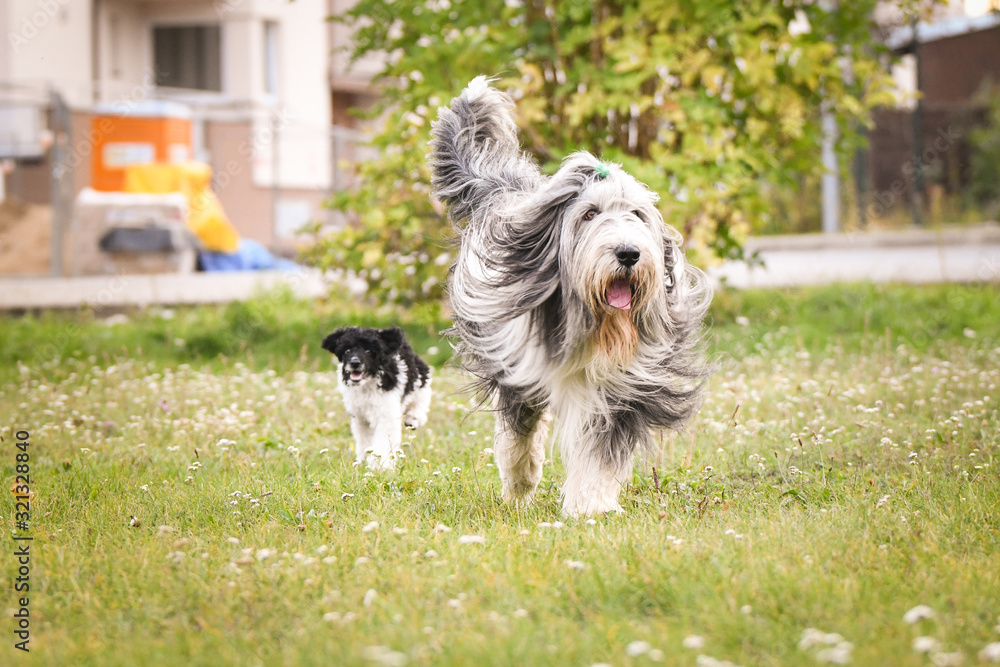 bearded collie and poodle are running in park. He is so happy and free. The sun si so beautiful. bearded collie and poodle are running in park. He is so happy and free. The sun si so beautiful.