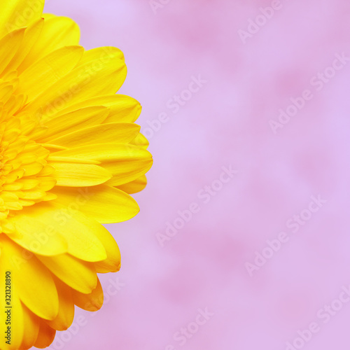 Delicate petals of yellow gerbera flower close up. Natural flowery background with copy space, pastel colored, abstract in nature. Vertical format image.