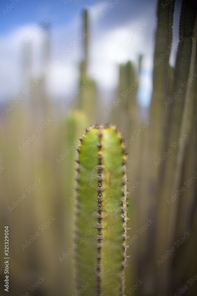 closeup of cactus on background of blue sky closeup of cactus on background of blue sky