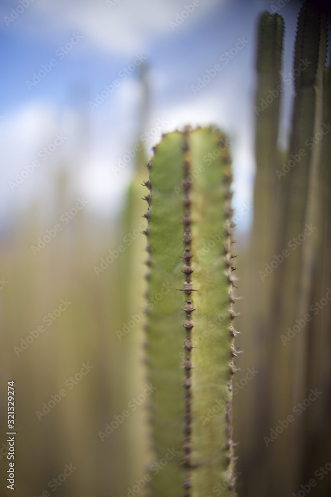 closeup of cactus on background of blue sky